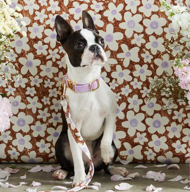 Nice Digs Cord Dog Collar Lilac