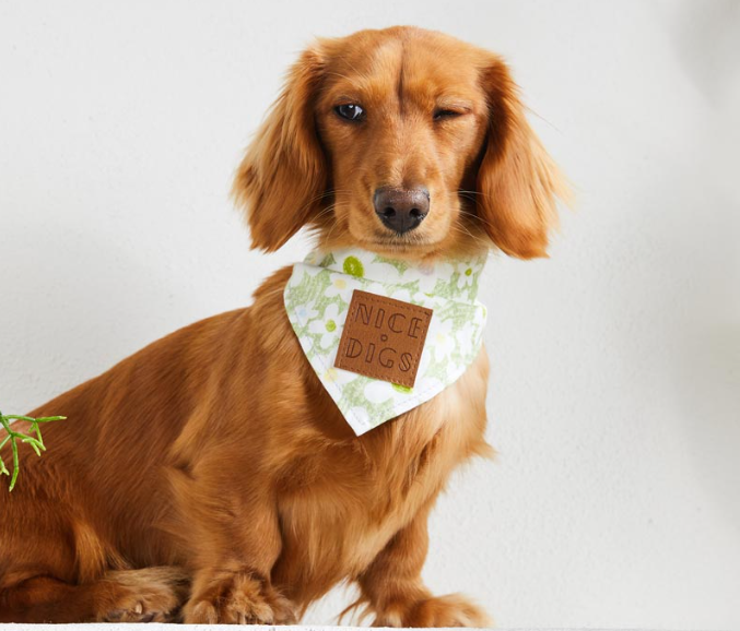 Nice Digs Daisy Dog Bandana Pistachio