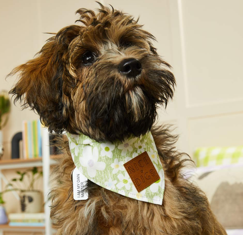 Nice Digs Daisy Dog Bandana Pistachio