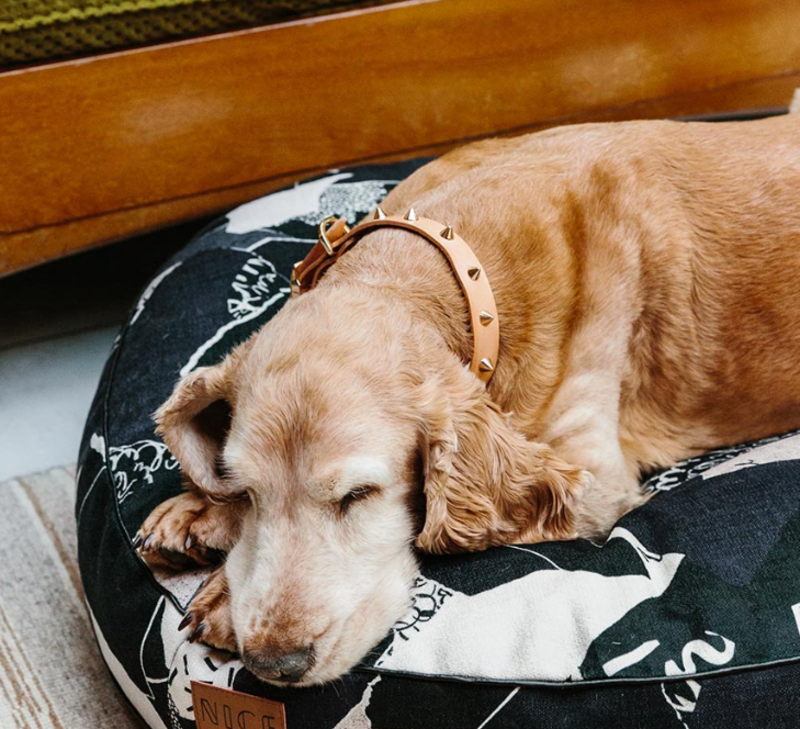 Nice Digs Smooth Spike Leather Dog Collar Gold Tan