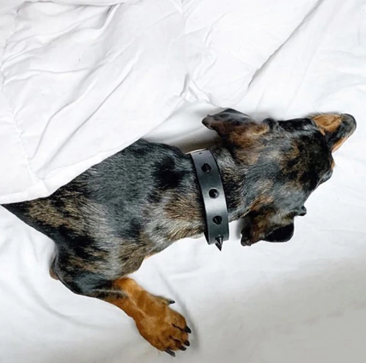 Nice Digs Spike Original Dog Collar Black Noir