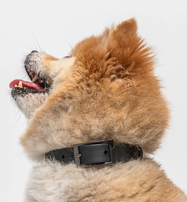 Wild One Wild One Collar - Black