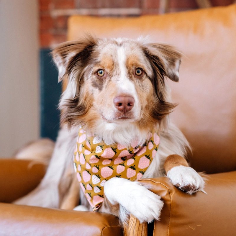 The Rover Boutique Strawberry Dog Bandana