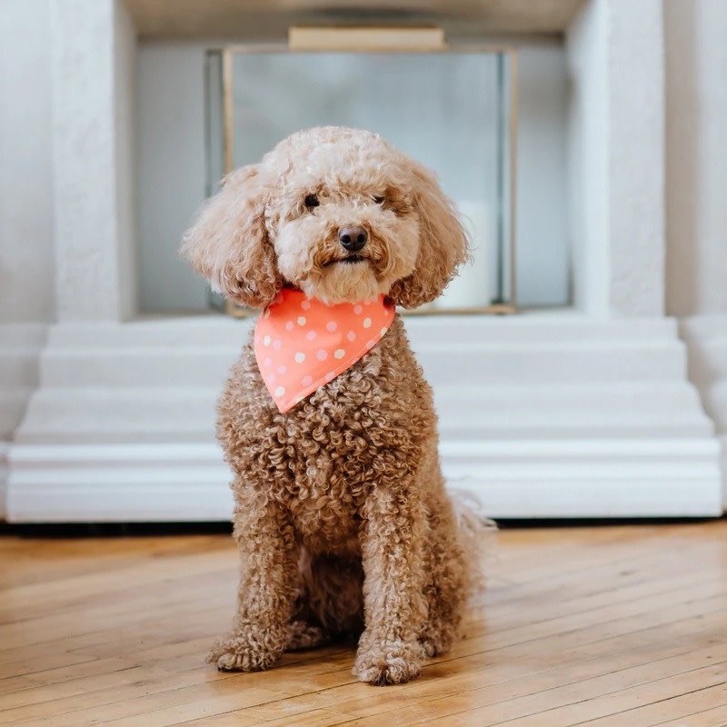 The Rover Boutique Berry Dog Bandana