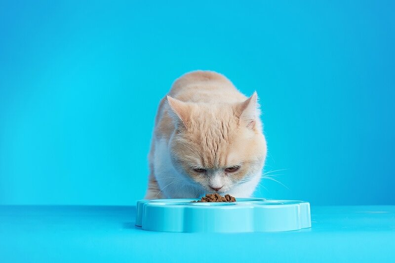 PetDreamHouse Paw 2-In-1 Slow Feeder Dish & Lick Pad Blue