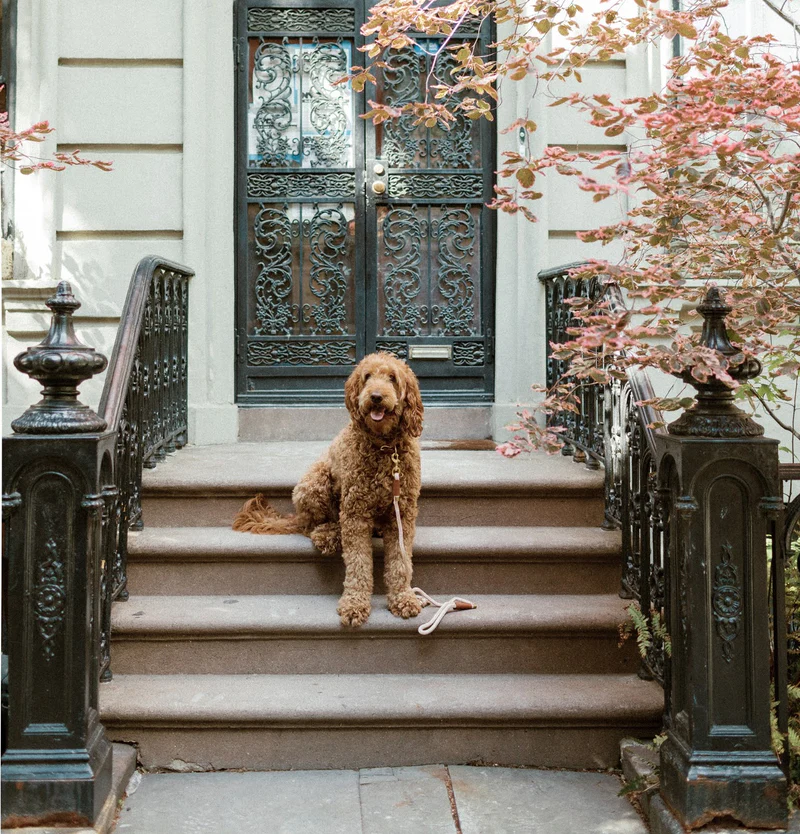 Knotty Pets Rope Leash Champagne Brass