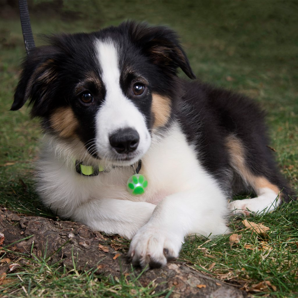 Nite Ize PetLit - Collar Light Lime Paw