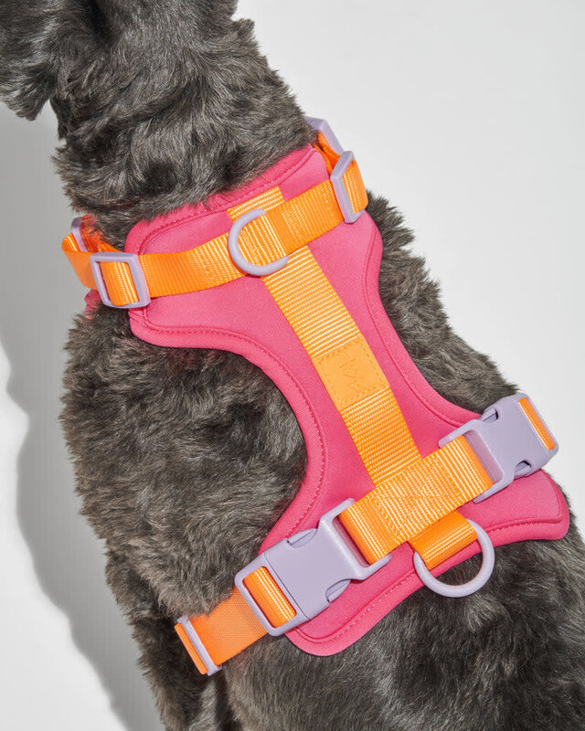 Wild One Large Harness - Mizrahi Cosmopolitan