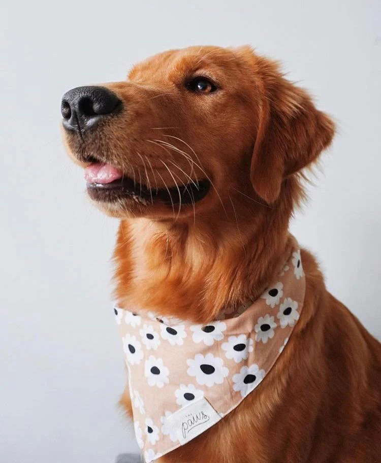 The Paws Sierra Daisies Bandana