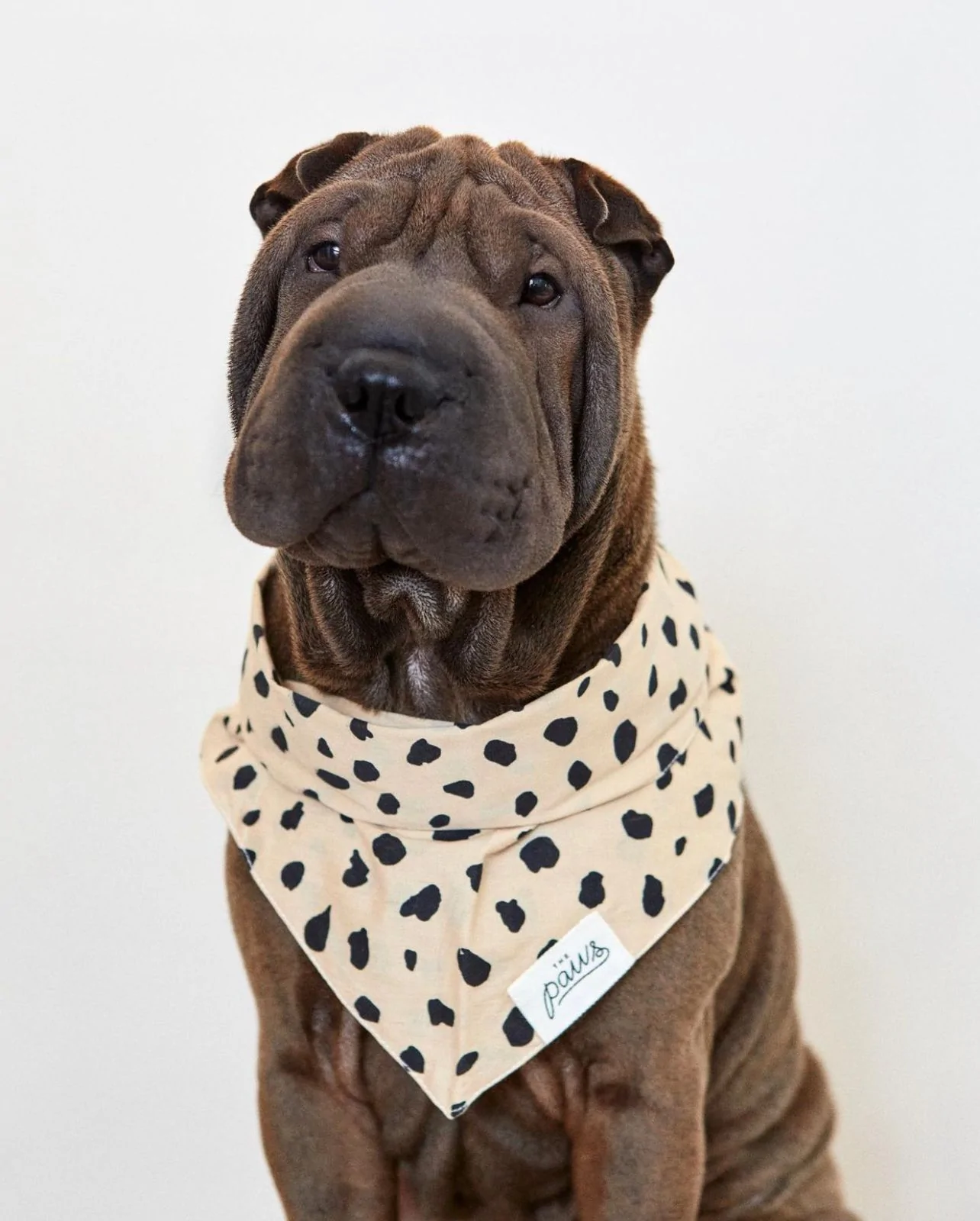 The Paws Good Boy Bandana
