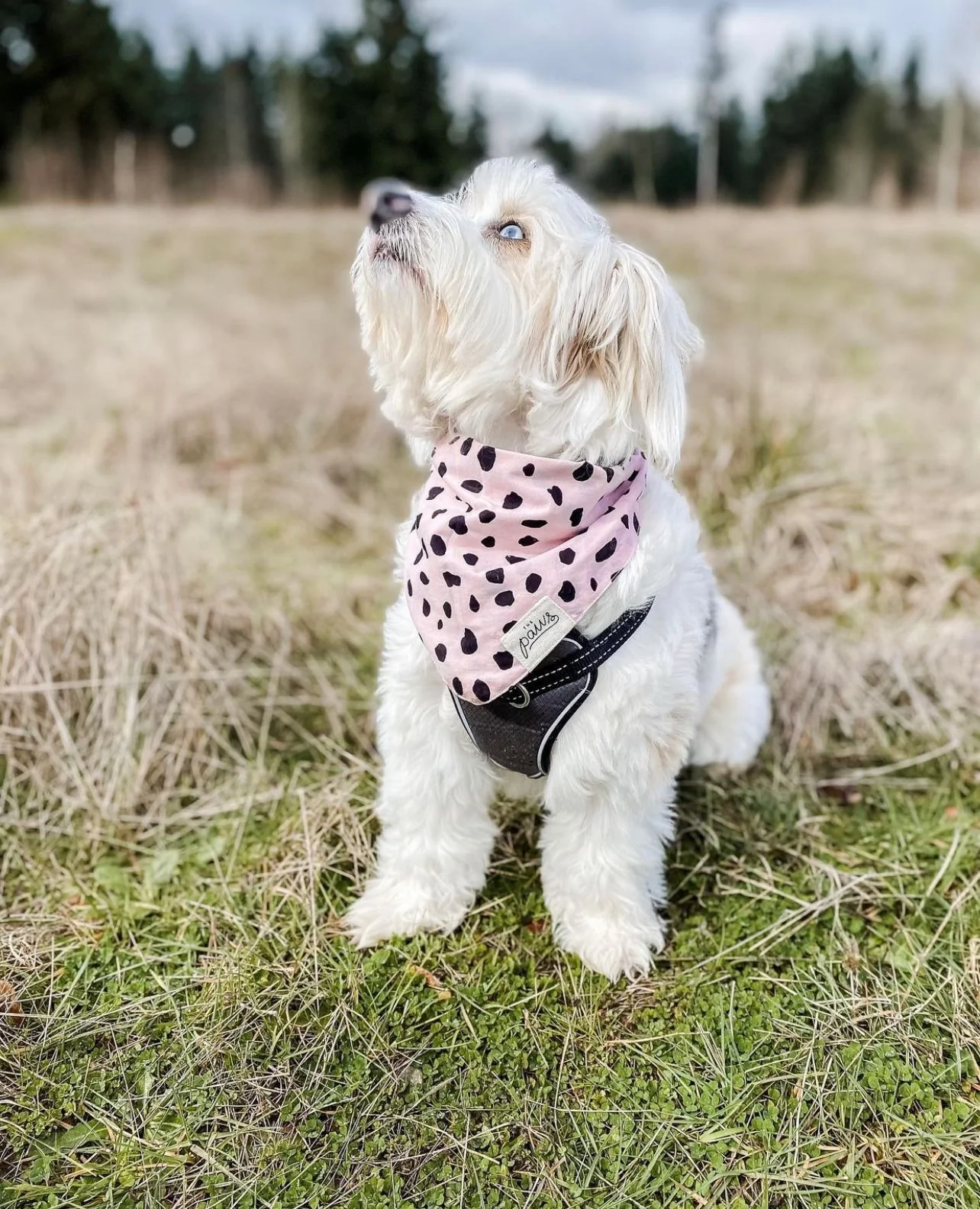 The Paws Fetch Bandana