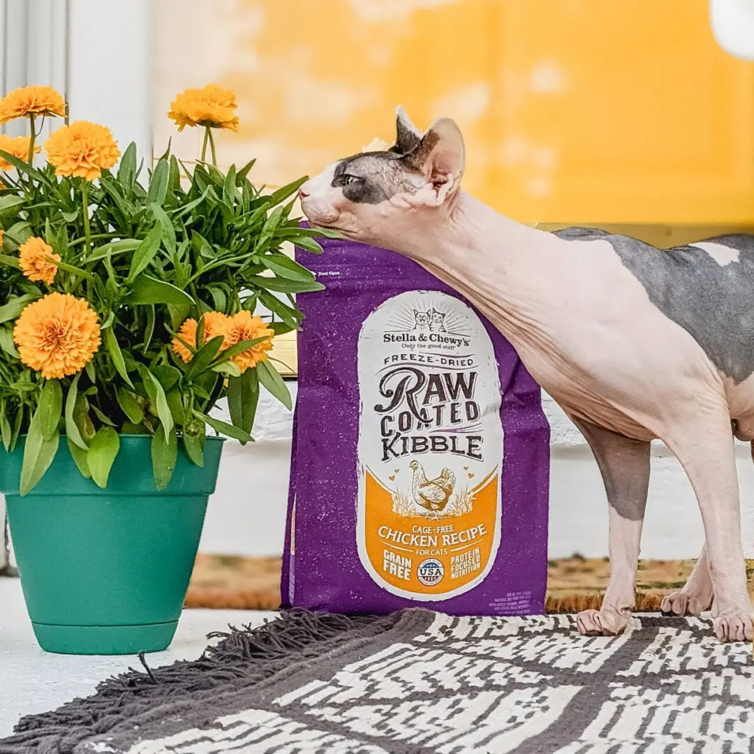 Stella & Chewy's Raw Coated Kibble Cage-Free Chicken Recipe