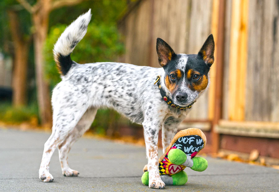 PLAY Kickflippin' K9 Skateboard Dog Plush Toy