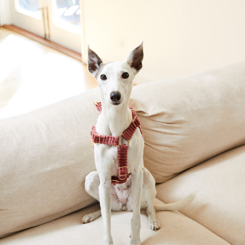 Nice Digs Jumbo Cord Dog Harness Dusk