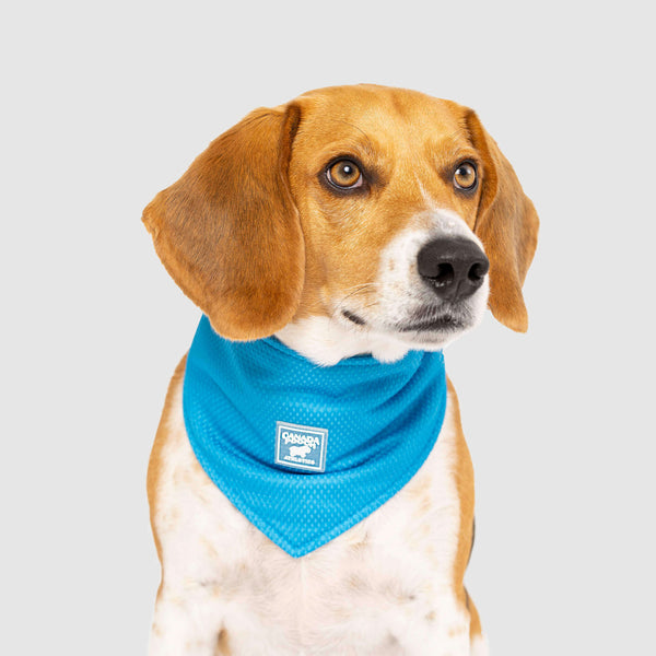 Canada Pooch Cooling Bandana - Wet Reveal Aqua
