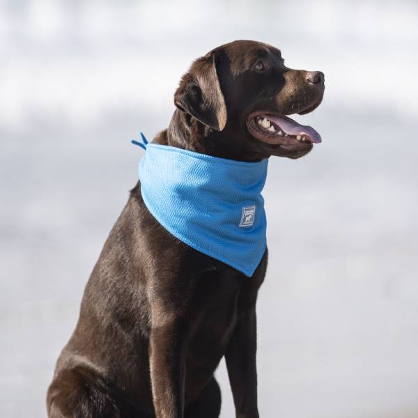 Canada Pooch Cooling Bandana - Wet Reveal Aqua