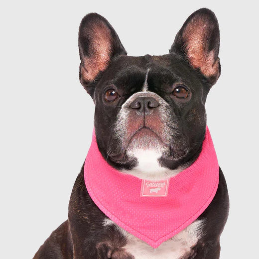 Canada Pooch Cooling Bandana - Neon Pink