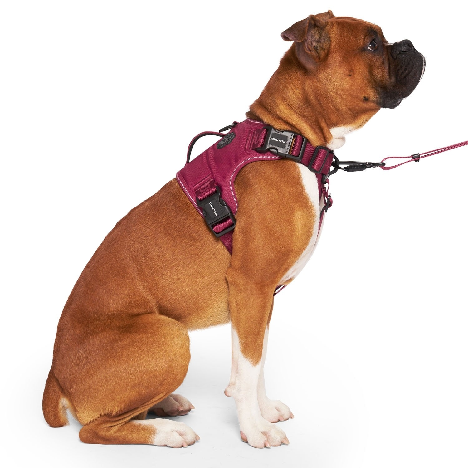 Canada Pooch Complete Control Harness Plum