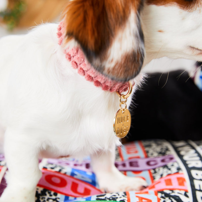 Nice Digs Jumbo Cord Dog Collar Dusk