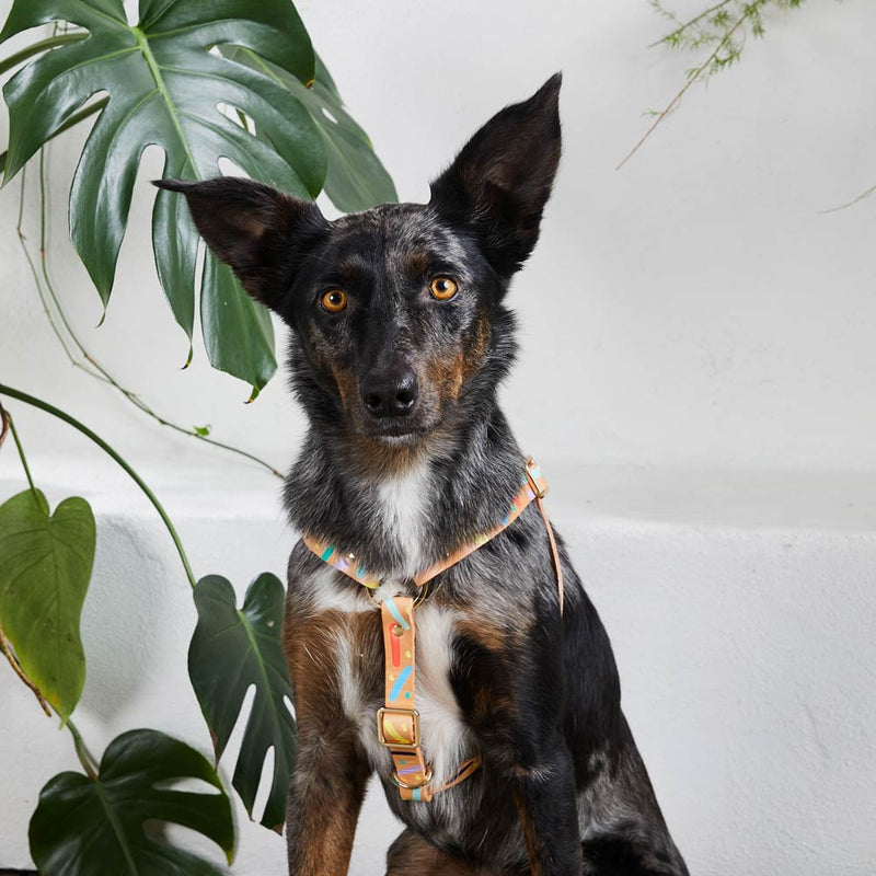 Nice Digs Confetti Leather Harness