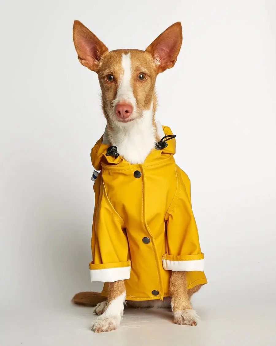 The Painter'sWife Sarah Raincoat - Yellow