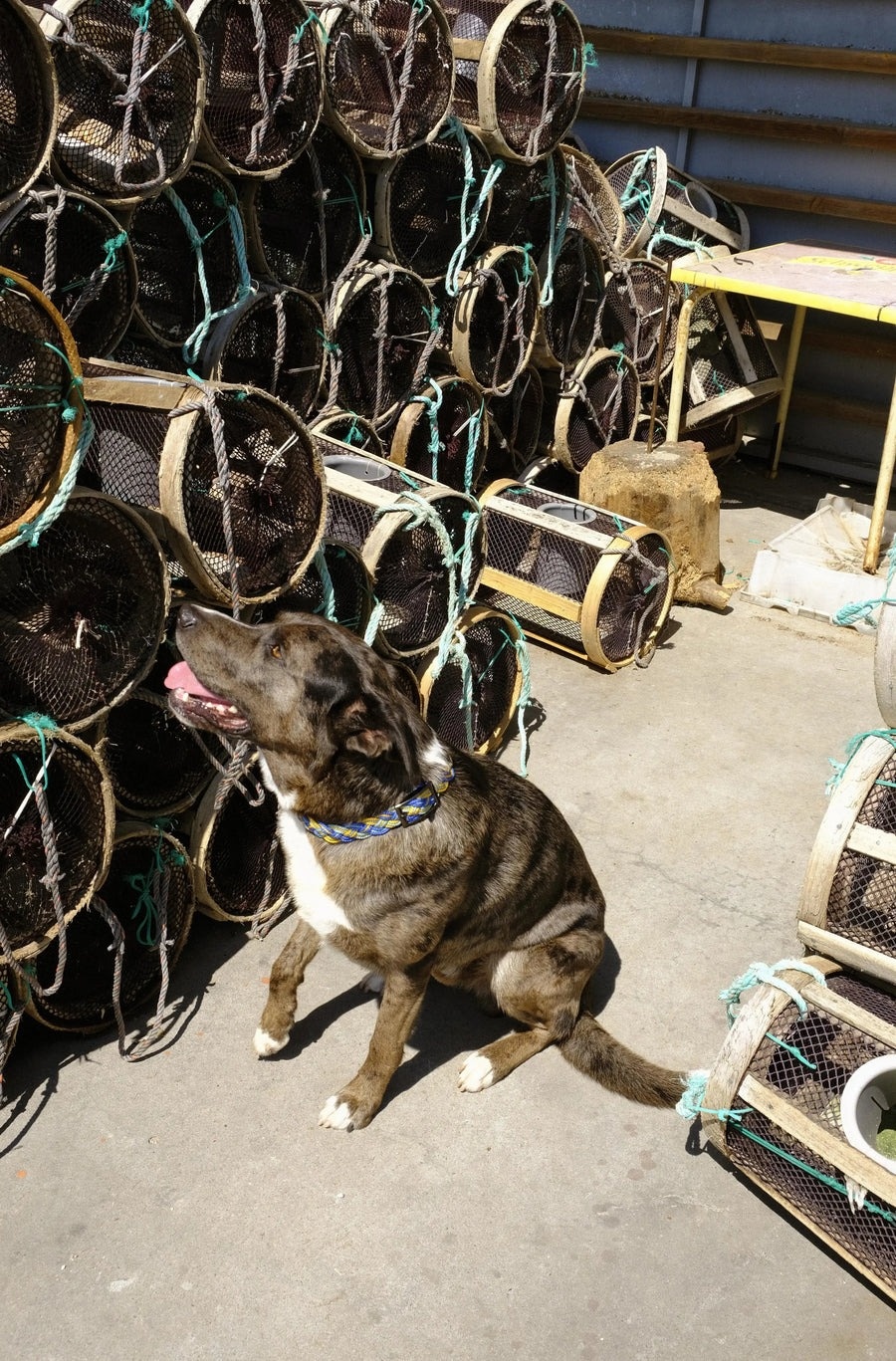 The Painter'sWife Corme Collar- Turquoise & Yellow