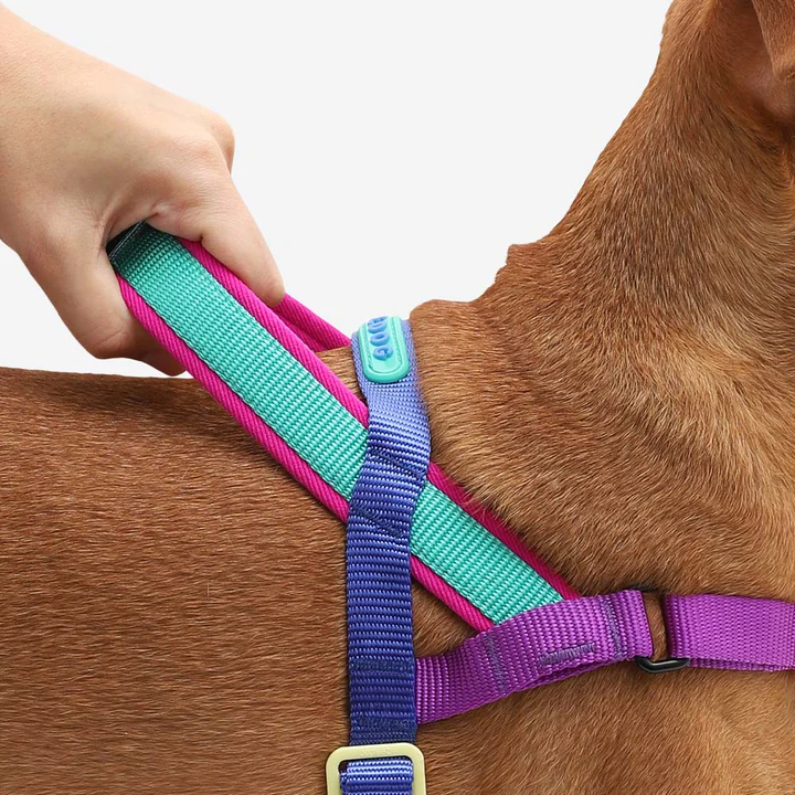 Zee Dog Softer Walk- Shockwave