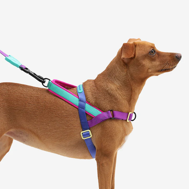 Zee Dog Softer Walk- Shockwave