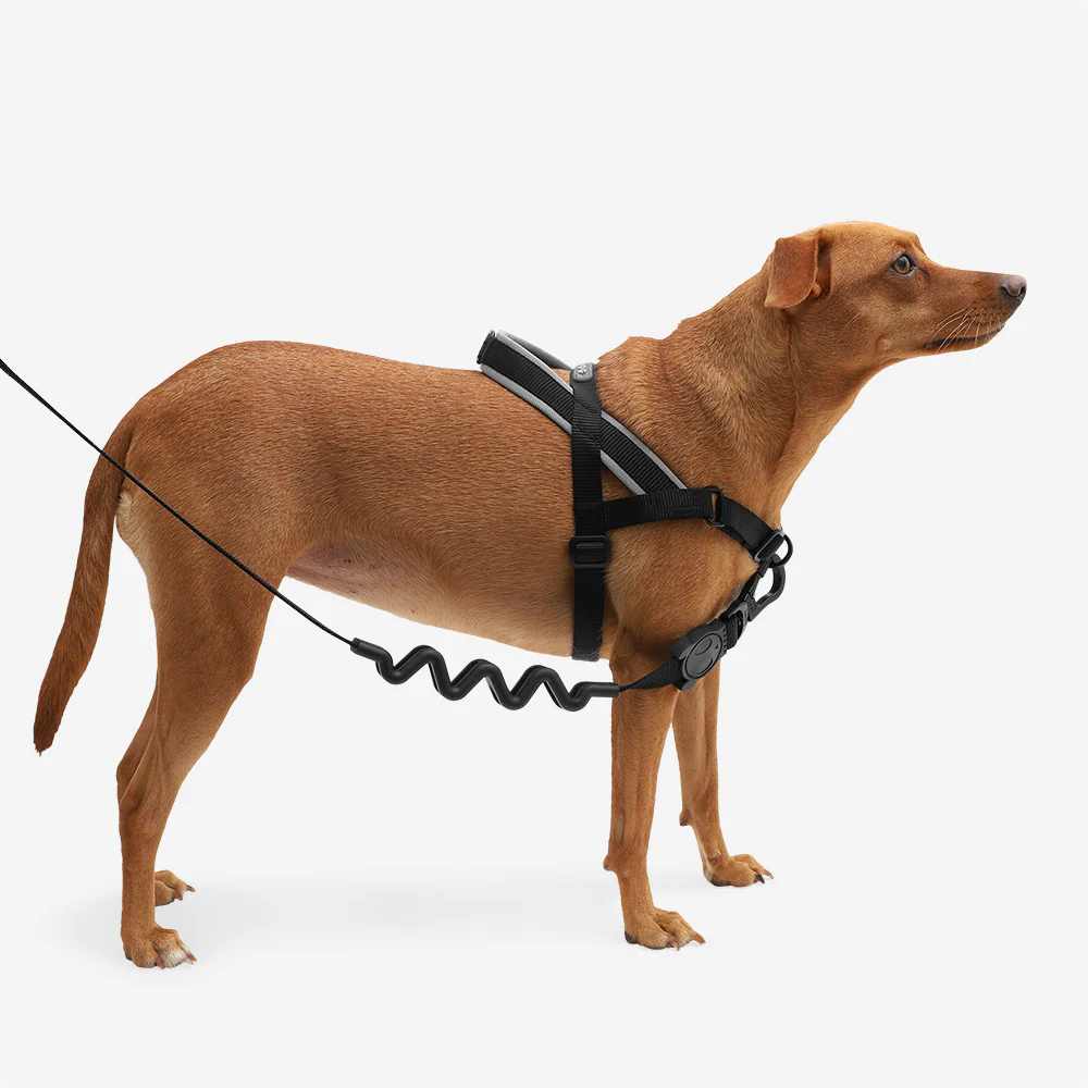 Zee Dog Harness Softer-Walk Gotham
