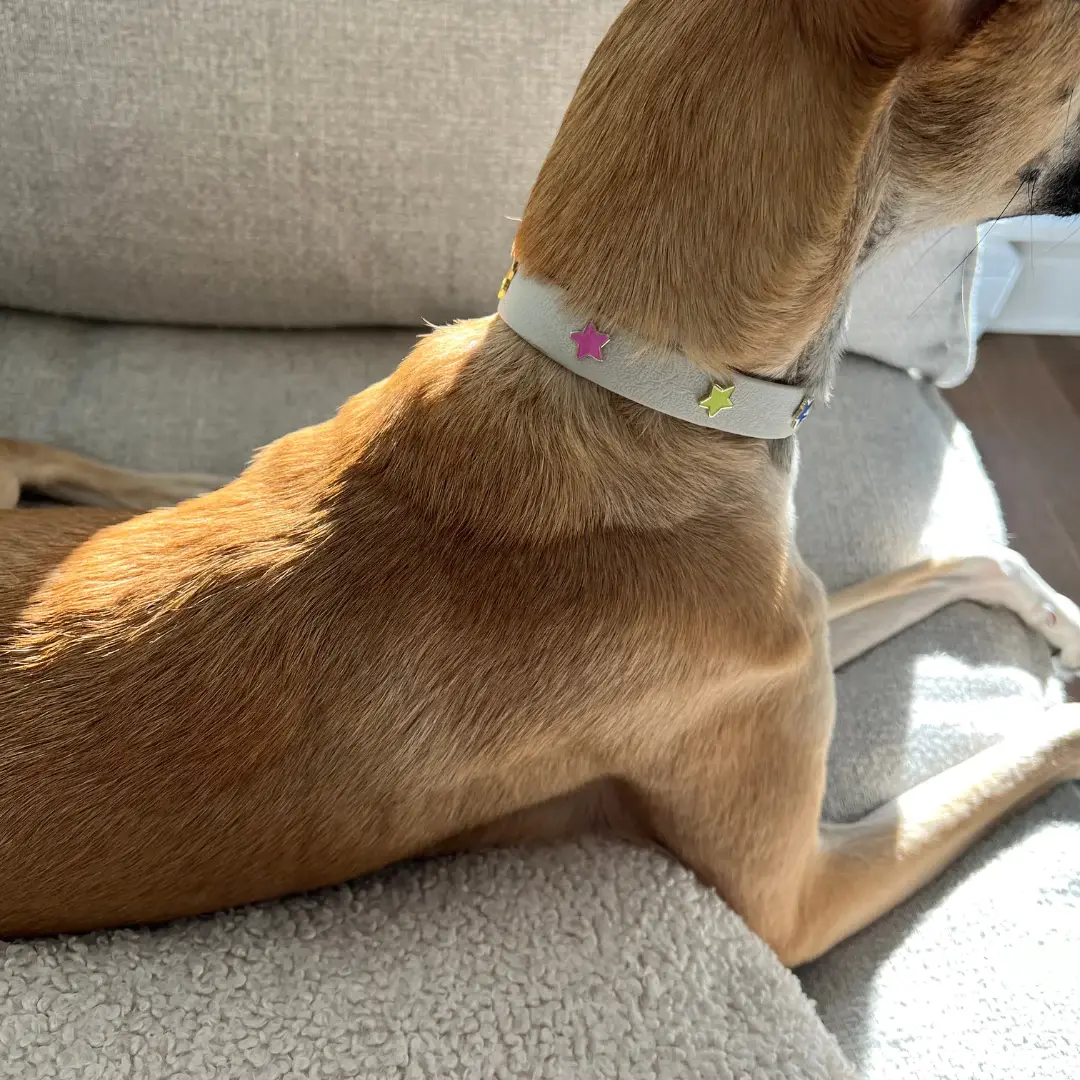 Furei Pets Charm Collar