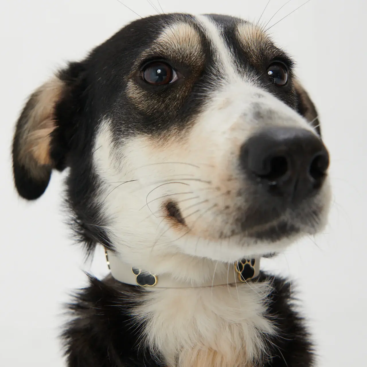 Furei Pets Charm Collar