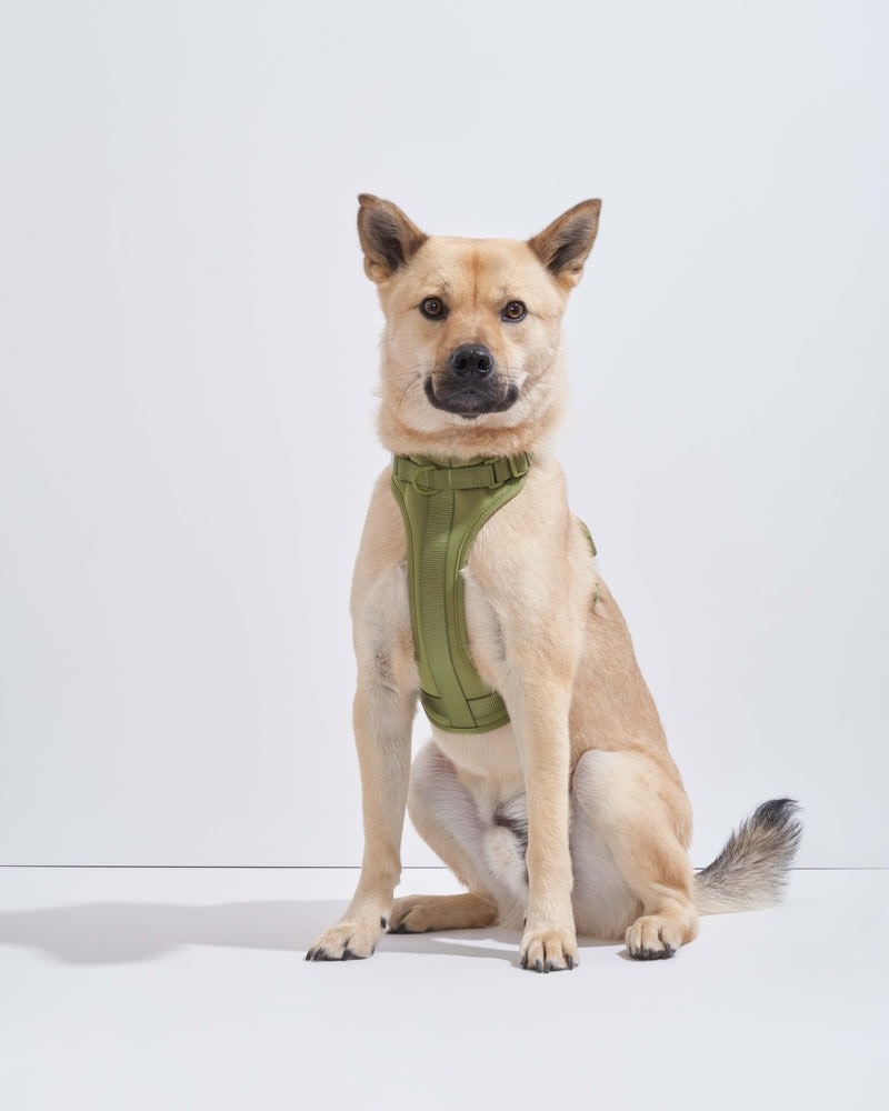 Wild One Harness - Moss