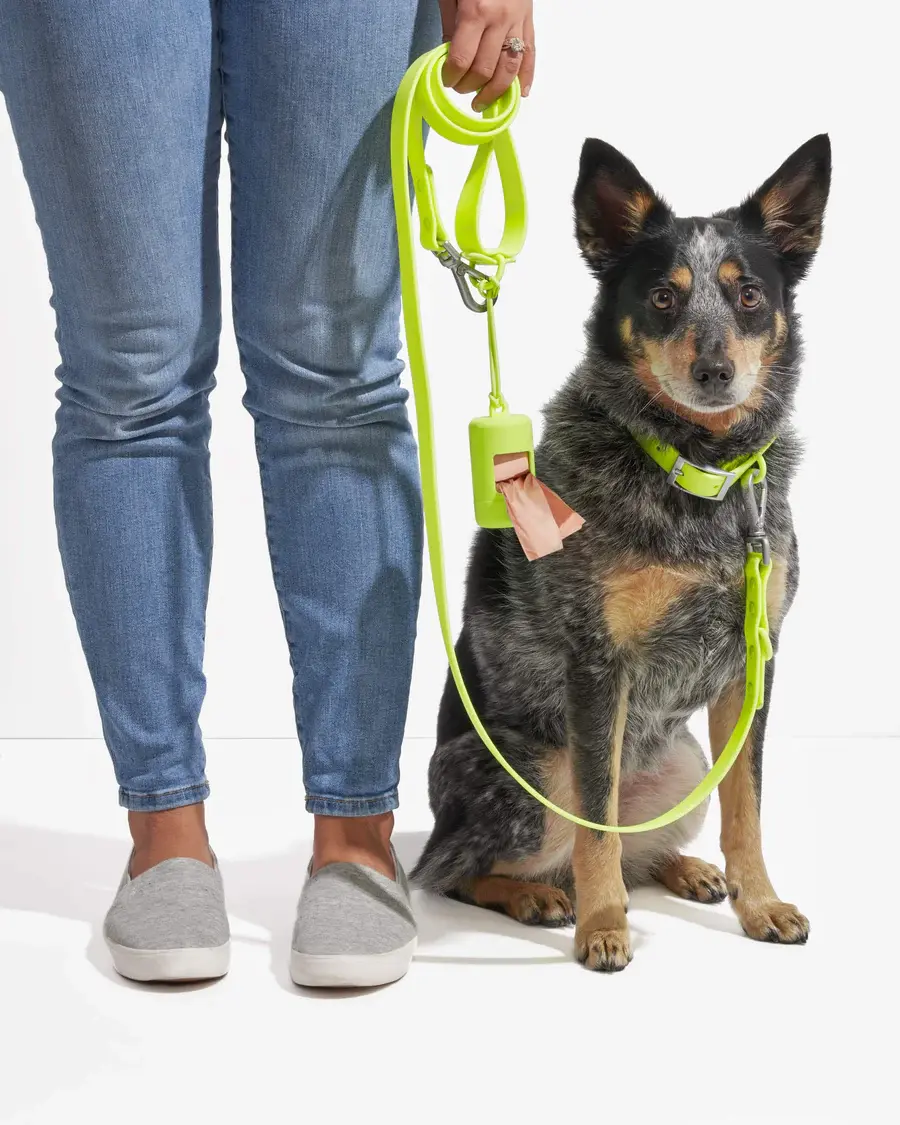 Wild One Collar -Limeade Neon Green