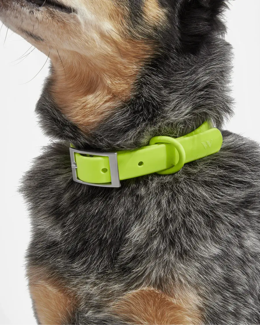 Wild One Collar -Limeade Neon Green