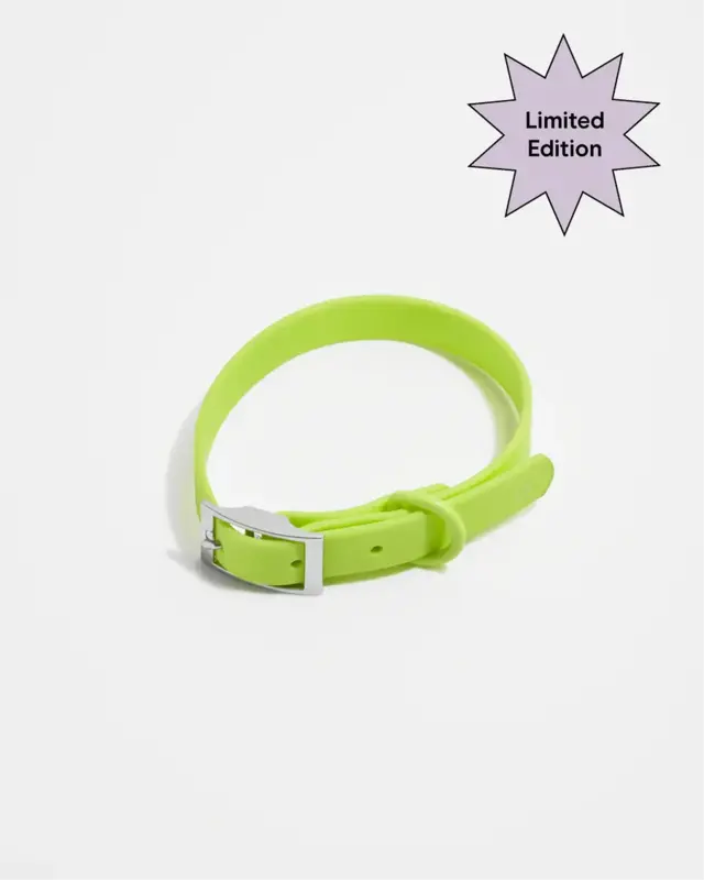 Wild One Collar -Limeade Neon Green