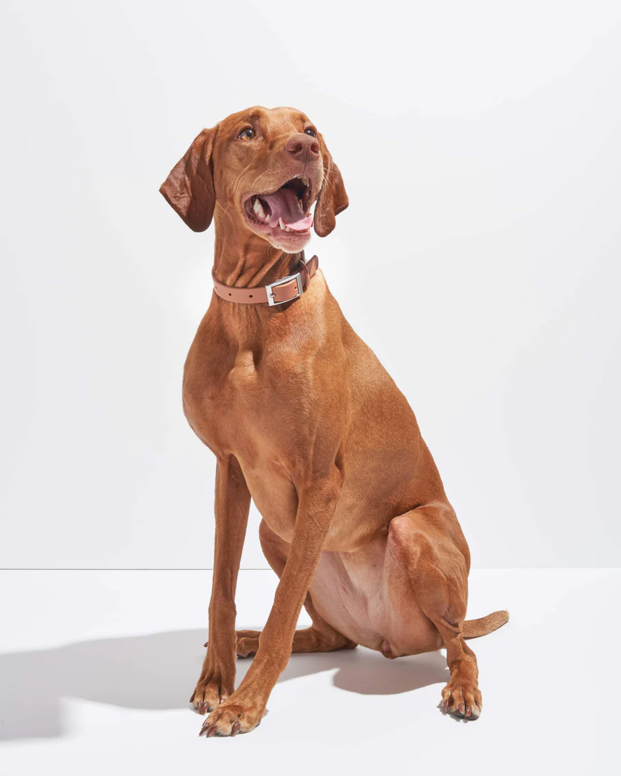 Wild One Collar - Cocoa