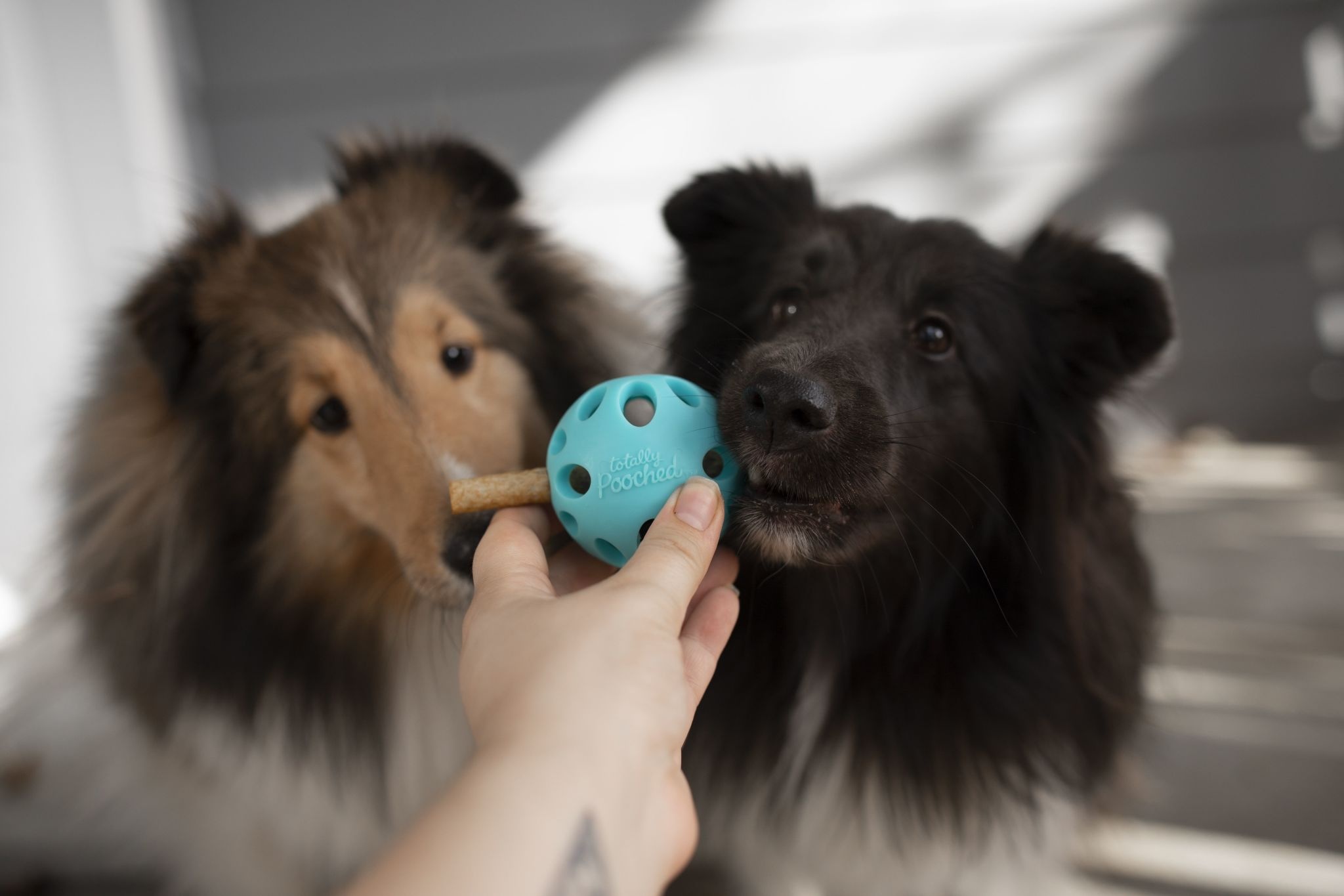 Messy Mutts Totally Pooched- Huff'n Puff Ball Teal 3"