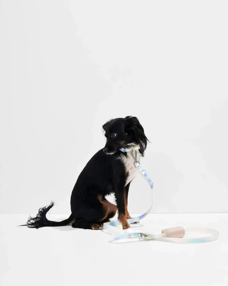 Wild One Leash Holographic Lunar - Small