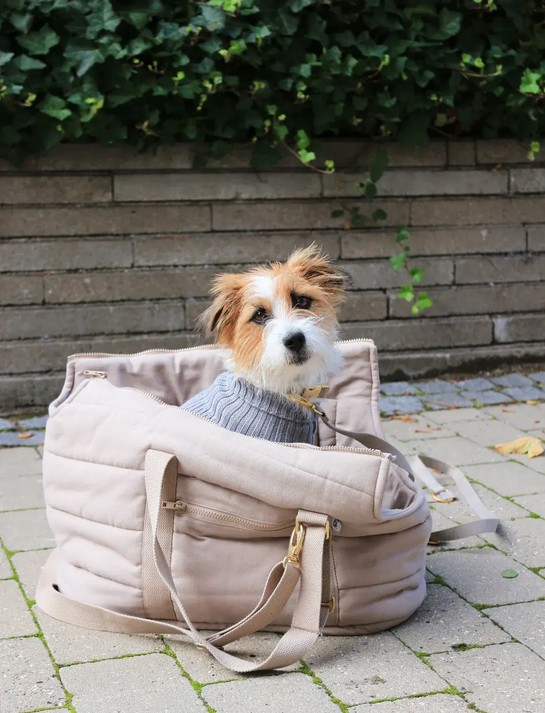 Dog suitcase carrier hot sale