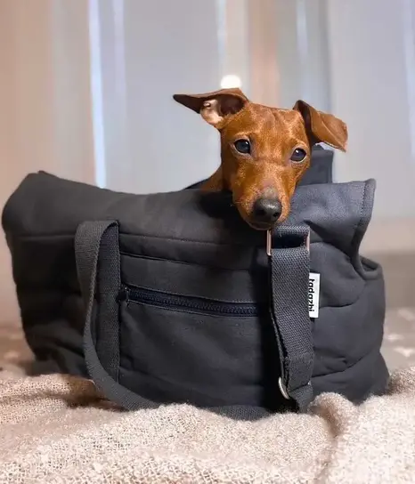 Dog pouch carrier hot sale