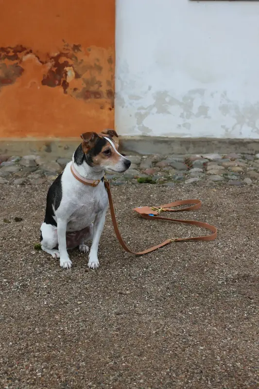 Tadazhi Dog Leash Light brown