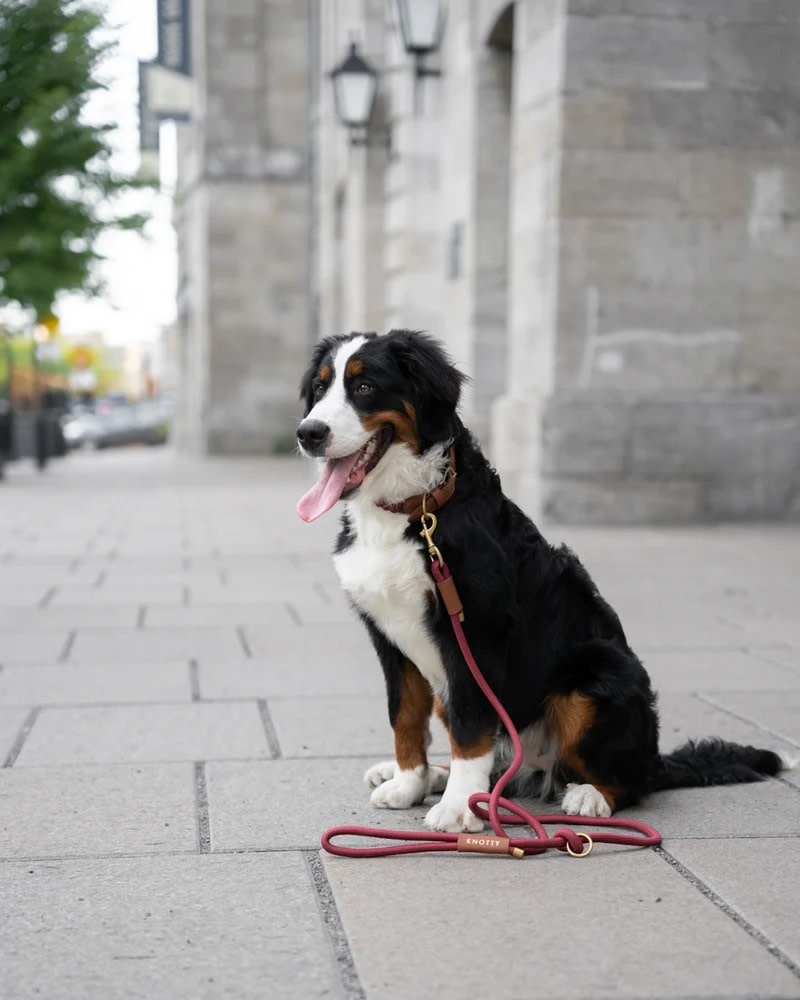Knotty Pets Rope Leash Wine