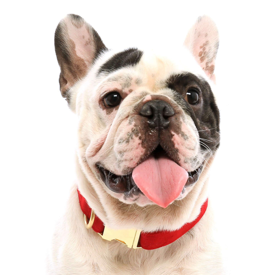 The Foggy Dog Velvet Collar