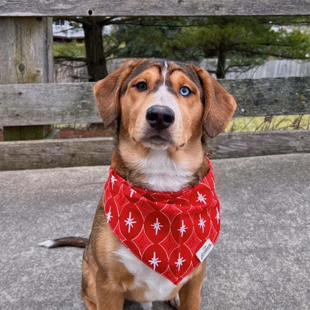 The Paws Cranberry Dog Bandana