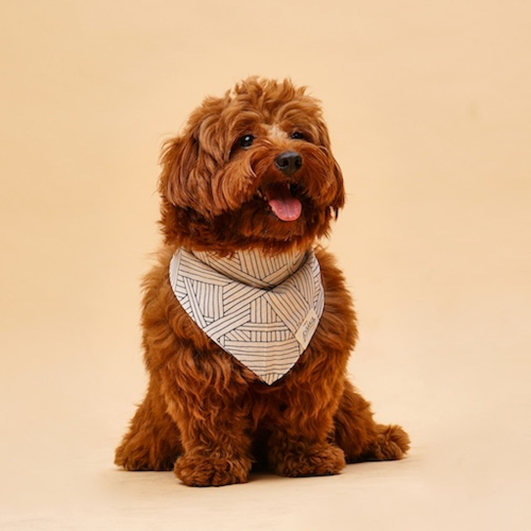 The Paws Tumble Dog Bandana