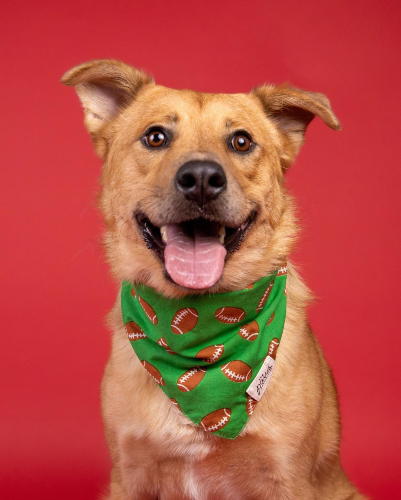 The Paws Defender Dog Bandana