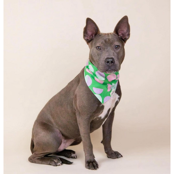 The Paws Elroy Dog Bandana