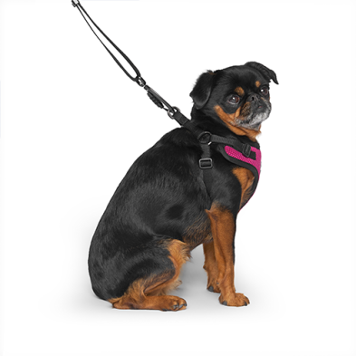 Canada Pooch Easy-on Step In Harness Plum