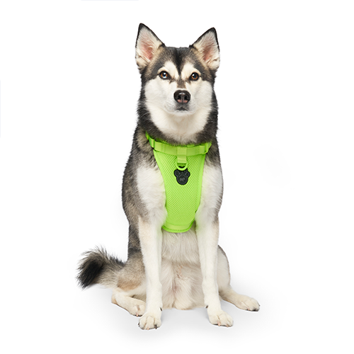 Canada Pooch The Everything Harness Neon Green