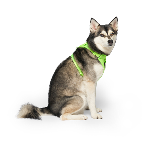 Canada Pooch The Everything Harness Neon Green